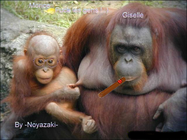 Vos Image Des Singe Rigolo P By Noyazaki